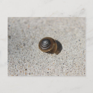 Lazy Snail Postcard