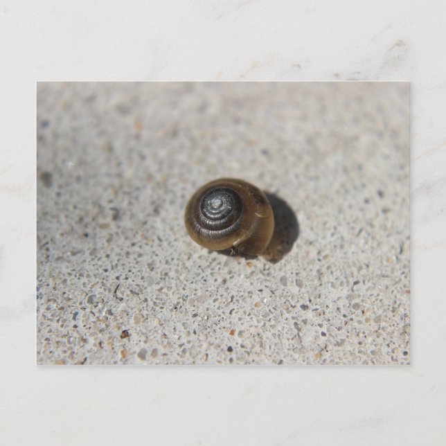 Lazy Snail Postcard (Front)