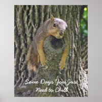 Lazy Squirrel Resting on Tree Branch Photography