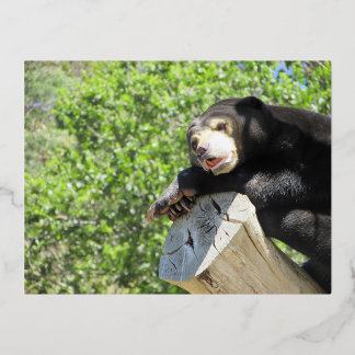 Lazy Sun Bear Foil Holiday Postcard