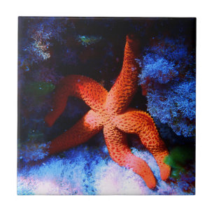 Lazy Tropical Undersea Starfish Tile