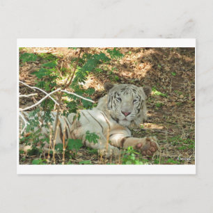 Lazy White Tiger Postcard