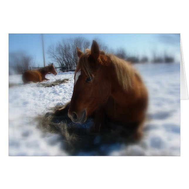 Lazy Winter Day (Front Horizontal)