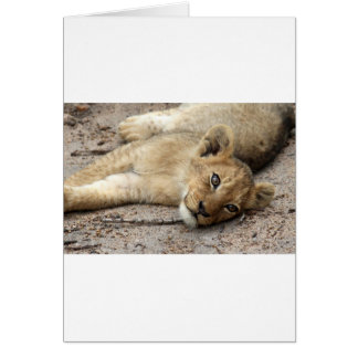 Lazylion cub