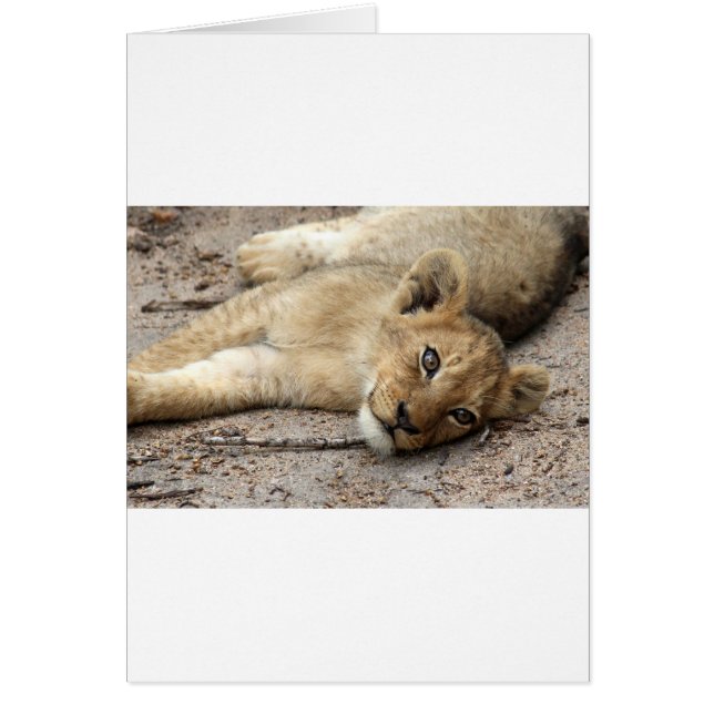 Lazylion cub (Front)