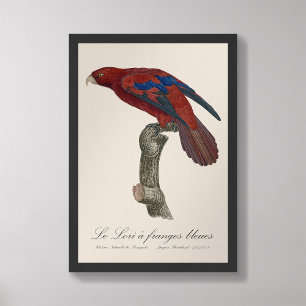 Le Lori a franges bleues  Photo Print