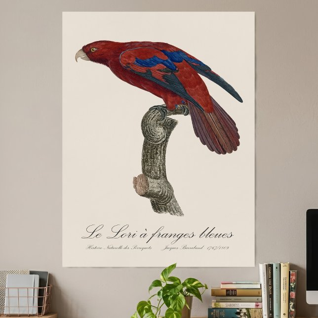 Le Lori a franges bleues  Poster (Long-Tailed Red Lory, Trichoglossus borneus. Poster)