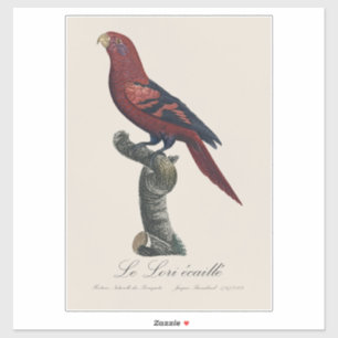 Le Lori ecaille / Blue-streaked lory 