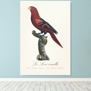 Le Lori ecaille / Blue-streaked lory  Canvas Print