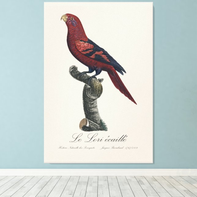 Le Lori ecaille / Blue-streaked lory  Canvas Print (Insitu(Wood Floor))