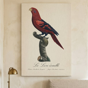 Le Lori ecaille / Blue-streaked lory  Canvas Print
