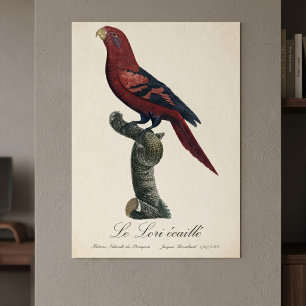 Le Lori ecaille / Blue-streaked lory  Poster