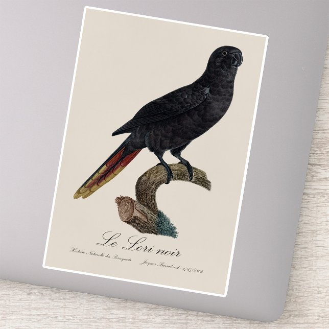 Le Lori noir / Black lory  (Black Lory or Red-Quilled Lory, Chalcopsitta atra. Sticker)