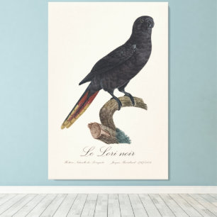 Le Lori noir / Black lory  Canvas Print