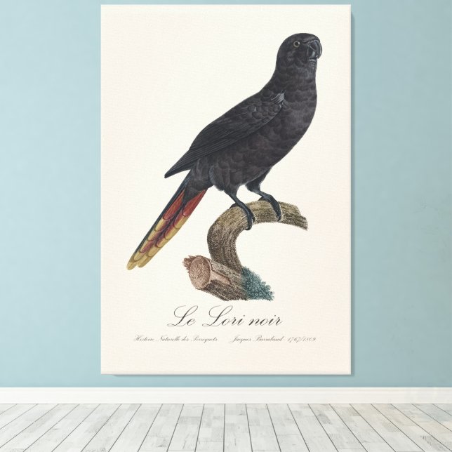 Le Lori noir / Black lory  Canvas Print (Insitu(Wood Floor))