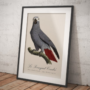 Le Perroquet Cendre - 19th century illustration Photo Print