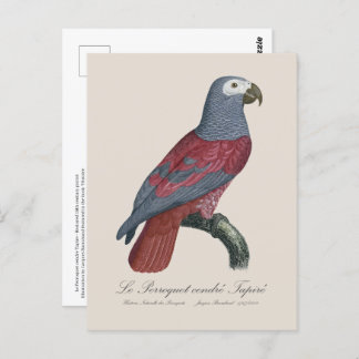Le Perroquet cendre Tapire Postcard