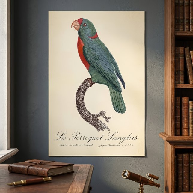 Le Perroquet Langlois by Jacques Barraband Poster (Le Perroquet Langlois by Jacques Barraband. Poster )