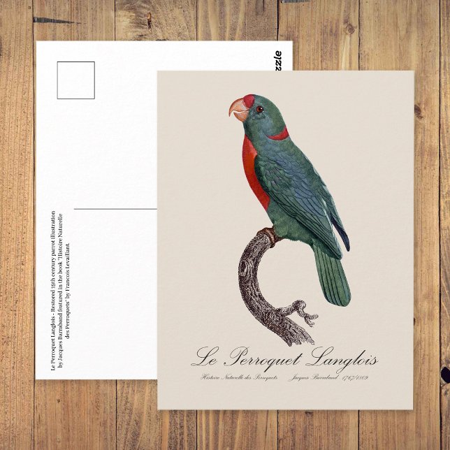 Le Perroquet Langlois  Postcard (Le Perroquet Langlois by Jacques Barraband. Postcard)
