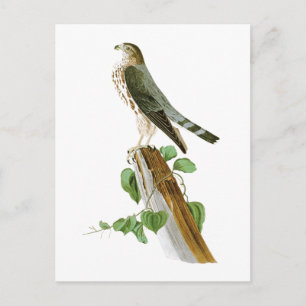 Le Petit Caporal John Audubon Birds of America Postcard