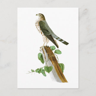 Le Petit Caporal John Audubon Birds of America Postcard