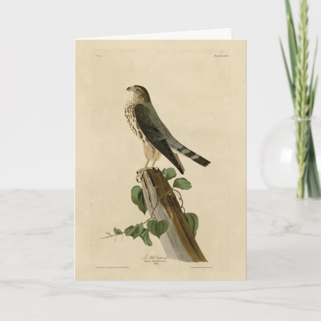 Le Petit Caporal (Merlin) Audubon Birds of America Card (Front)