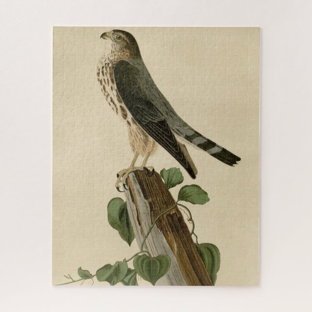 Le Petit Caporal (Merlin) Audubon Birds of America Jigsaw Puzzle (Vertical)