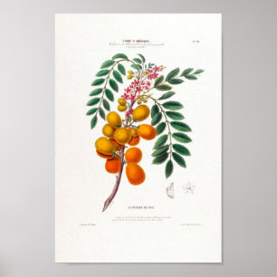 Le Prunier Du Chilli Brazilian Plum Tree Botanical Poster