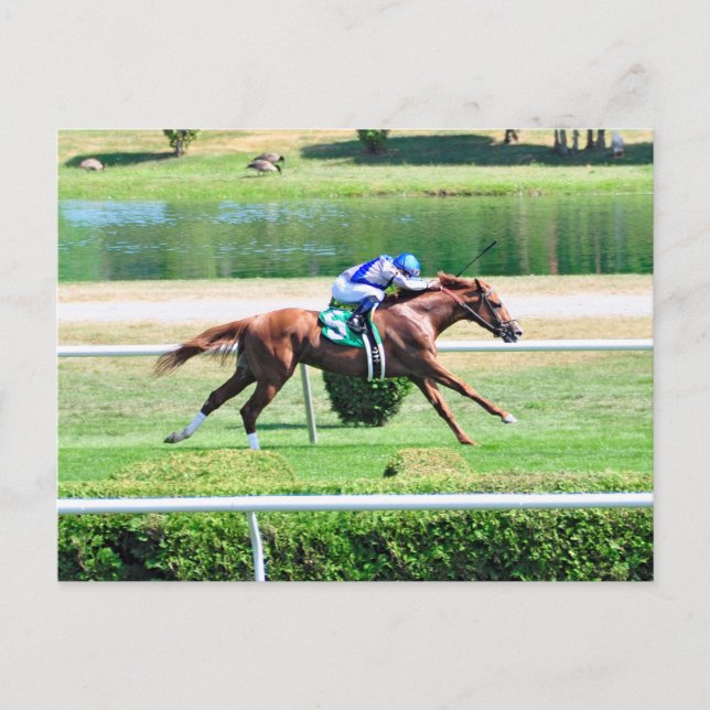 Lea - Stakes Winning Chestnut Colt Postcard (Front)