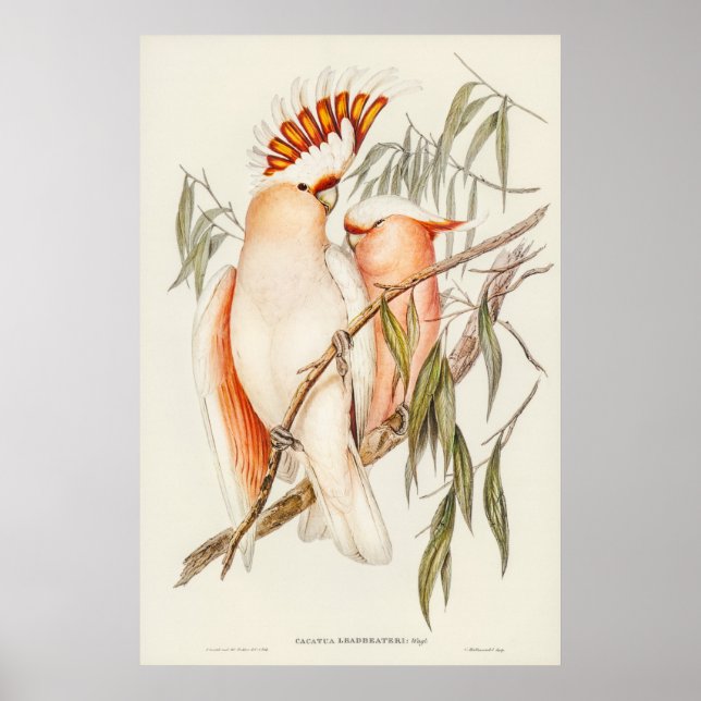 Leadbeater's Cockatoo by Elizabeth Gould Poster (Front)
