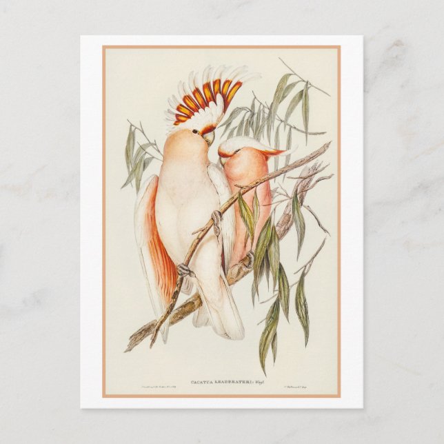 Leadbeater's Cockatoo Illustration by Gould Postcard (Front)