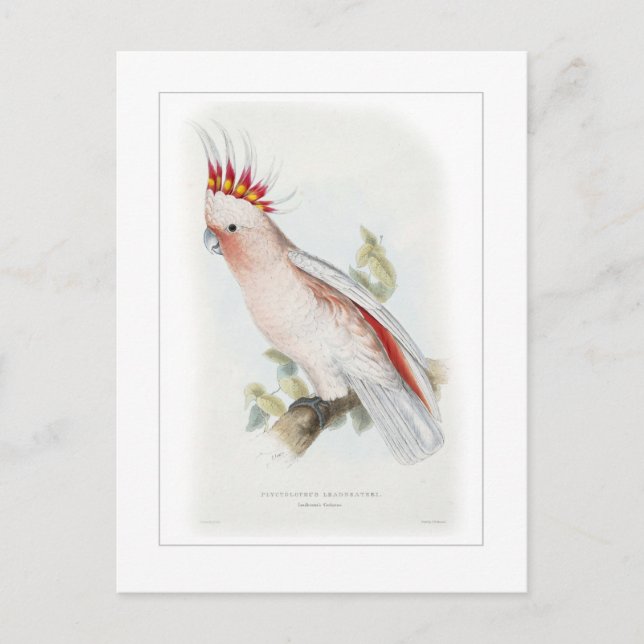 Leadbeater's cockatoo postcard (Front)
