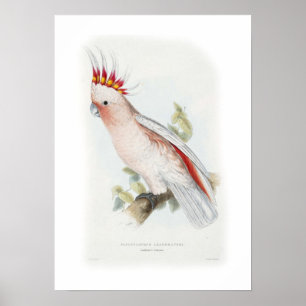 Leadbeater's cockatoo poster