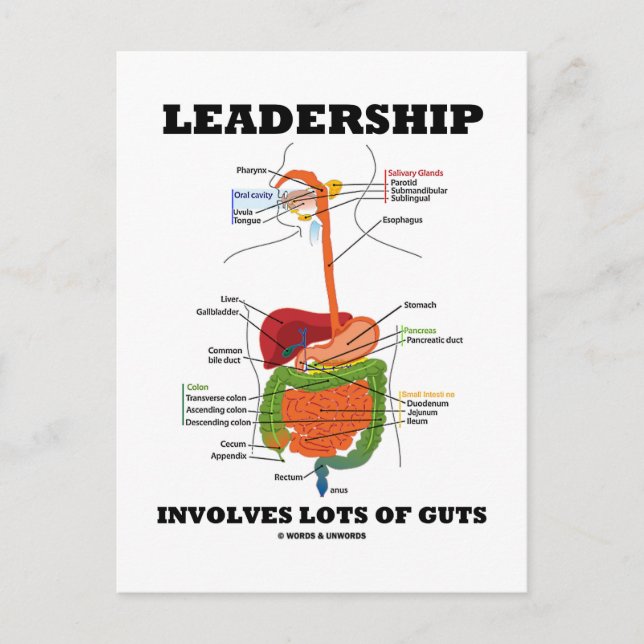 Leadership Involves Lots Of Guts (Digestive Humour Postcard (Front)