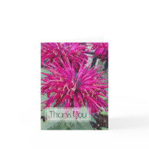 Leading Lady Razzberry Bee Balm Hot Pink Flower