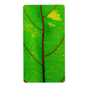 Leaf