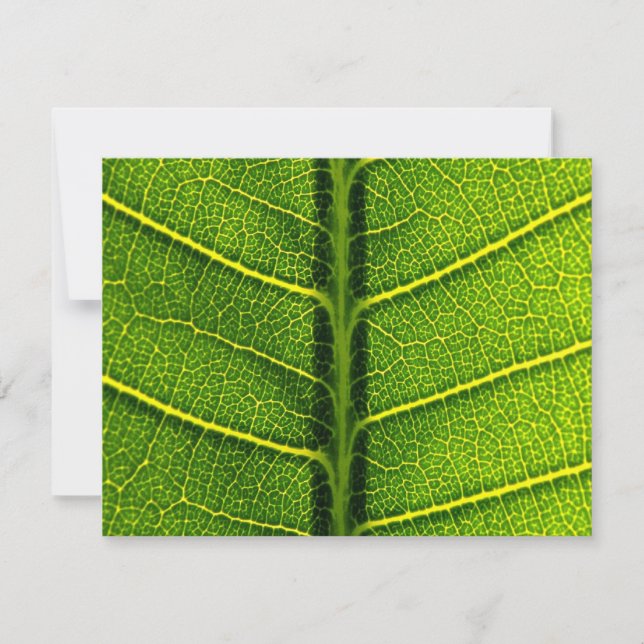 Leaf (Front)