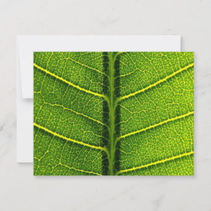 Leaf