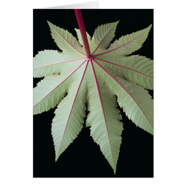 Leaf and Stem (Front)