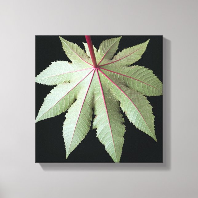 Leaf and Stem Canvas Print (Front)
