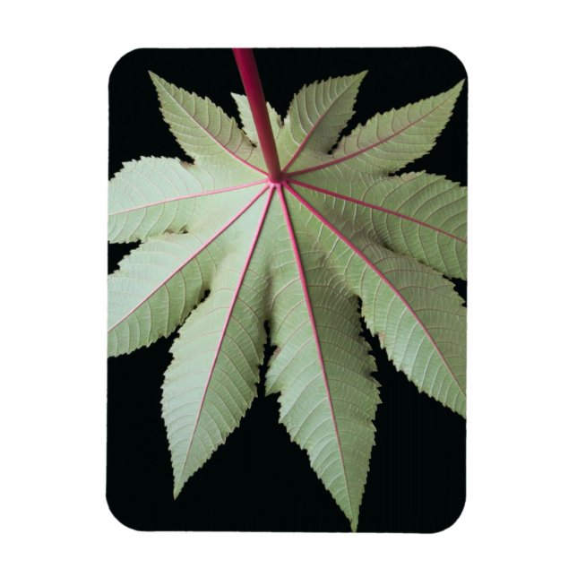 Leaf and Stem Magnet (Vertical)