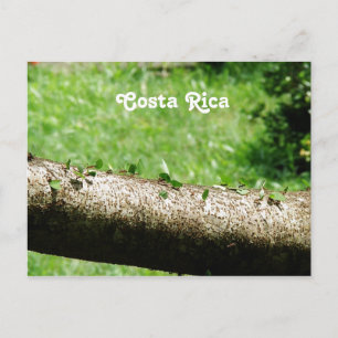 Leaf Cutter Ants in Costa Rica Postcard