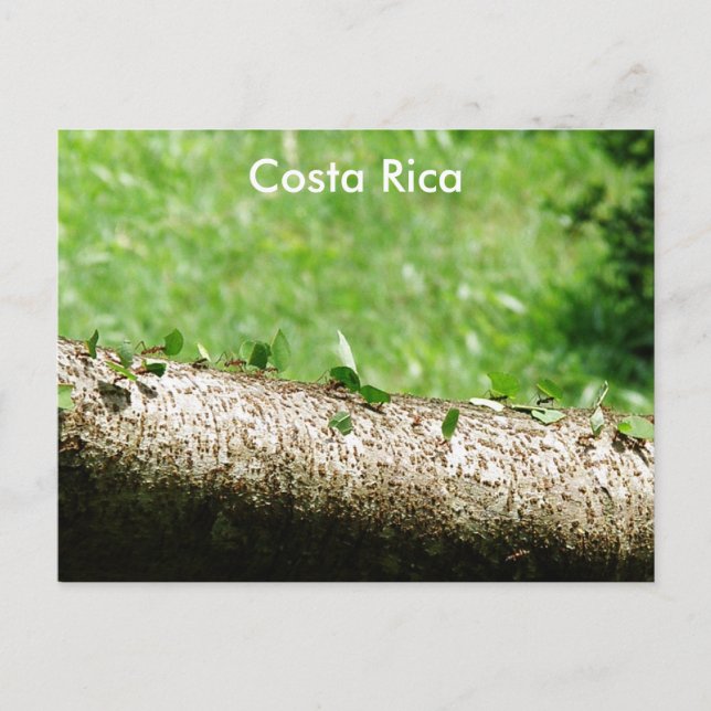 Leaf Cutter Ants in Costa Rica Postcard (Front)