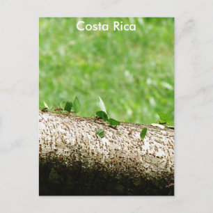 Leaf Cutter Ants in Costa Rica Postcard