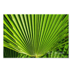 Leaf Fan Photo Print