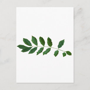 Leaf Fern Nature Party Pack Postcard