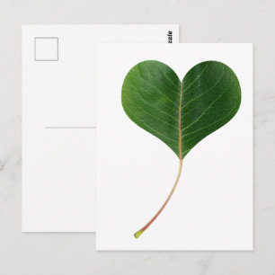 Leaf heart postcard