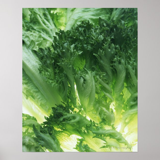 Leaf Lettuce Poster (Front)