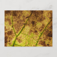 Leaf - Macro Image Fall Autumn Foliage
