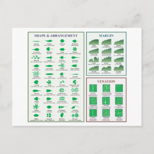 Leaf Morphology Chart Margin Shape Venation  Postcard